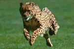 cheetah.jpg